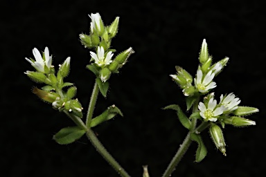 APII jpeg image of Cerastium glomeratum  © contact APII