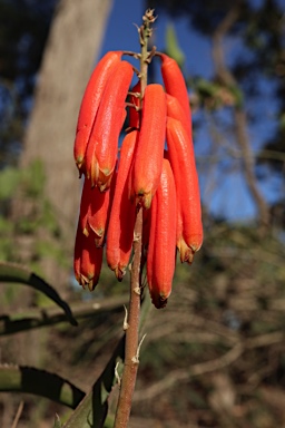 APII jpeg image of Aloe maculata  © contact APII