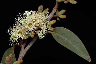 APII jpeg image of Eucalyptus botryoides  © contact APII