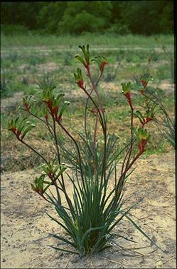 APII jpeg image of Anigozanthos 'Bush Emerald'  © contact APII