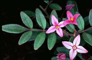 APII jpeg image of Boronia 'Telopea Valley Star'  © contact APII