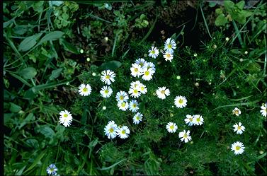 APII jpeg image of Brachyscome multifida 'White Surprise'  © contact APII