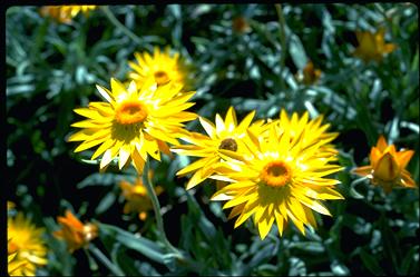 APII jpeg image of Xerochrysum frutescens  © contact APII