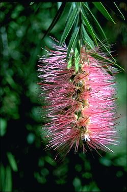 APII jpeg image of Callistemon 'Bob Bailey'  © contact APII