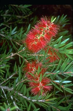 APII jpeg image of Callistemon 'Rose Opal'  © contact APII