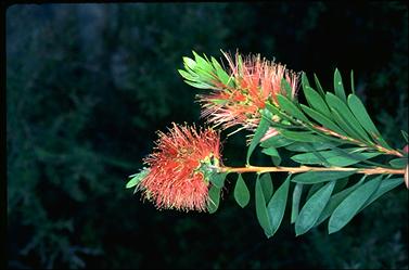 APII jpeg image of Callistemon 'Wollumbin'  © contact APII