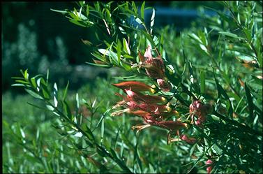 APII jpeg image of Eremophila maculata 'Carmine Star'  © contact APII