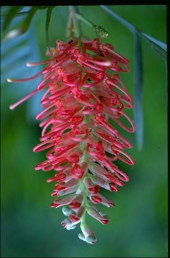 APII jpeg image of Grevillea 'Cherry Brandy'  © contact APII