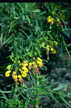 APII jpeg image of Grevillea 'Goldrush'  © contact APII