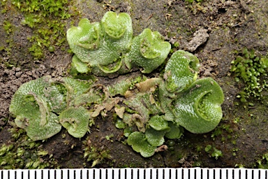 APII jpeg image of Lunularia cruciata  © contact APII