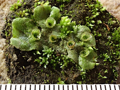 APII jpeg image of Marchantia polymorpha  © contact APII