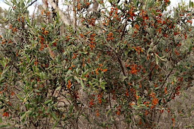 APII jpeg image of Grevillea floribunda subsp. floribunda  © contact APII