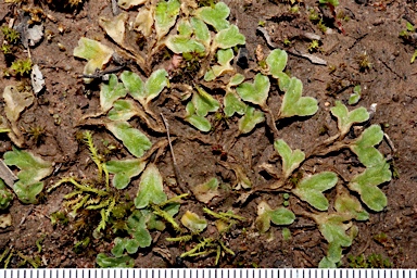 APII jpeg image of Riccia papulosa var. variabilis  © contact APII