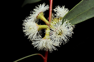 APII jpeg image of Eucalyptus gregsoniana  © contact APII