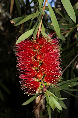 APII jpeg image of Callistemon 'Kempsey'  © contact APII