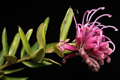 APII jpeg image of Grevillea sericea subsp. sericea  © contact APII