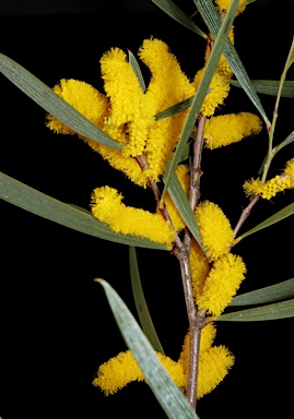 APII jpeg image of Acacia neurophylla  © contact APII