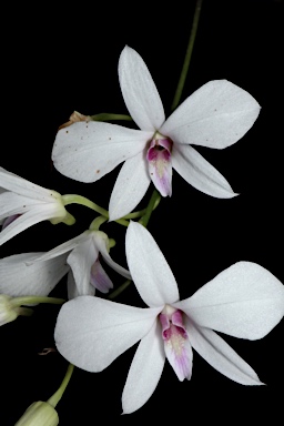 APII jpeg image of Dendrobium dicuphum  © contact APII