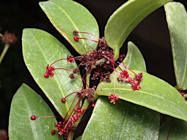 APII jpeg image of Phyllanthus sp. Bulburin (P.I.Forster+ PIF16034)  © contact APII