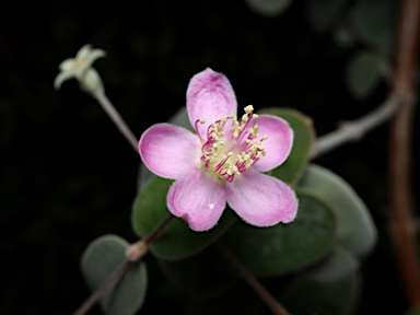 APII jpeg image of Lithomyrtus kakaduensis  © contact APII