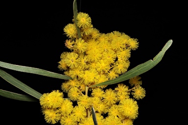 APII jpeg image of Acacia hakeoides  © contact APII