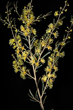 APII jpeg image of Acacia flexifolia  © contact APII