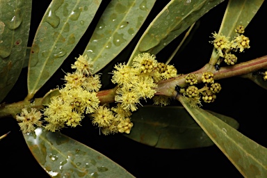 APII jpeg image of Acacia kydrensis  © contact APII