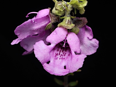 APII jpeg image of Prostanthera howelliae  © contact APII