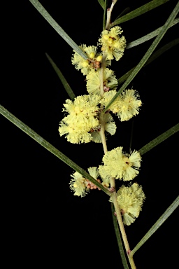 APII jpeg image of Acacia phasmoides  © contact APII