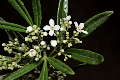 APII jpeg image of Zieria arborescens subsp. decurrens  © contact APII