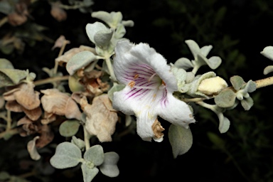 APII jpeg image of Prostanthera suborbicularis  © contact APII