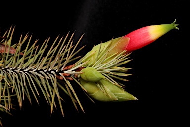 APII jpeg image of Stenanthera pinifolia  © contact APII