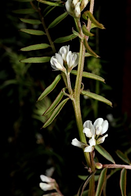 APII jpeg image of Vicia hirsuta  © contact APII