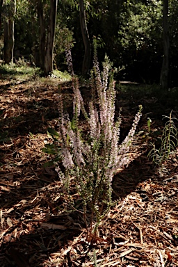 APII jpeg image of Epacris purpurascens var. purpurascens  © contact APII