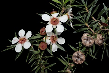 APII jpeg image of Leptospermum rupicola  © contact APII