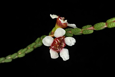 APII jpeg image of Baeckea brevifolia  © contact APII