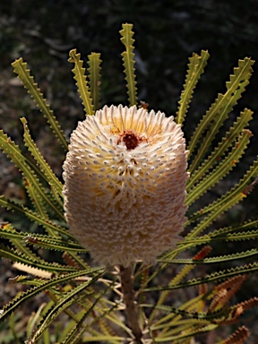 APII jpeg image of Banksia hookeriana  © contact APII