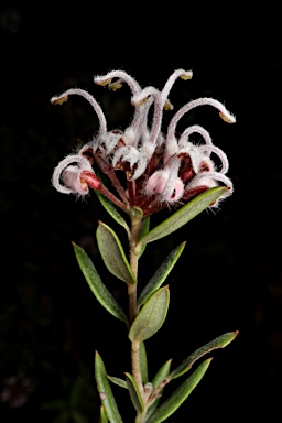 APII jpeg image of Grevillea sphacelata  © contact APII