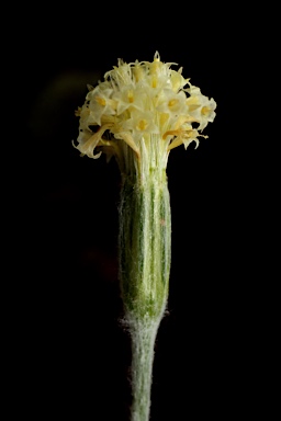 APII jpeg image of Millotia myosotidifolia  © contact APII