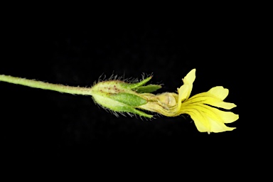 APII jpeg image of Goodenia pusilliflora  © contact APII