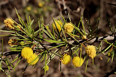 APII jpeg image of Acacia tetragonophylla  © contact APII