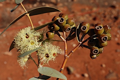 APII jpeg image of Eucalyptus gillenii  © contact APII