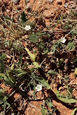 APII jpeg image of Convolvulus clementii  © contact APII