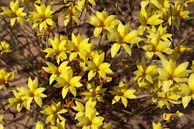 APII jpeg image of Goodenia pinnatifida  © contact APII