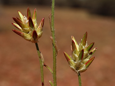 APII jpeg image of Ptilotus modestus  © contact APII