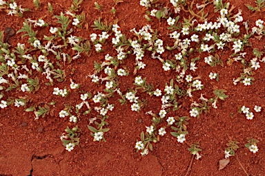 APII jpeg image of Lobelia darlingensis  © contact APII