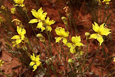 APII jpeg image of Goodenia fascicularis  © contact APII