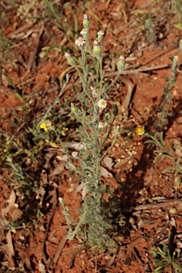 APII jpeg image of Vittadinia dissecta var. hirta  © contact APII