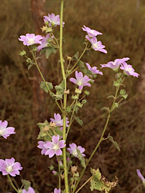 APII jpeg image of Malva preissiana  © contact APII