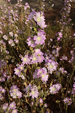 APII jpeg image of Malva preissiana  © contact APII